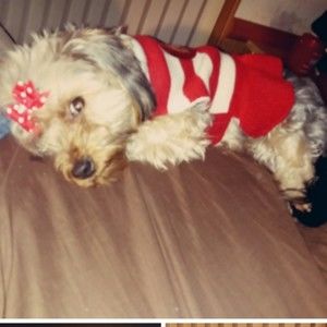 Meet your Posher, Barry